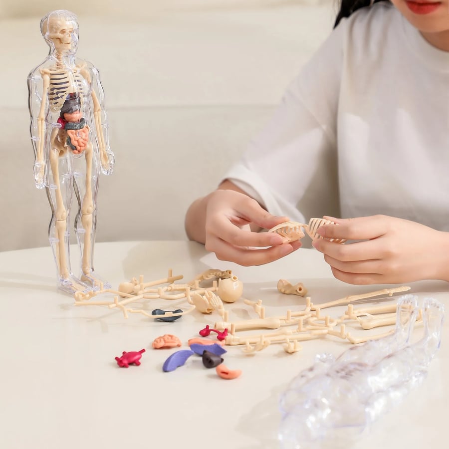 AnatoView – 3D Clear Body Structure Model