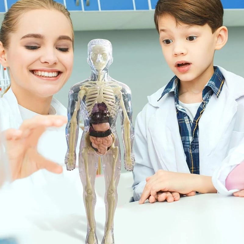 AnatoView – 3D Clear Body Structure Model
