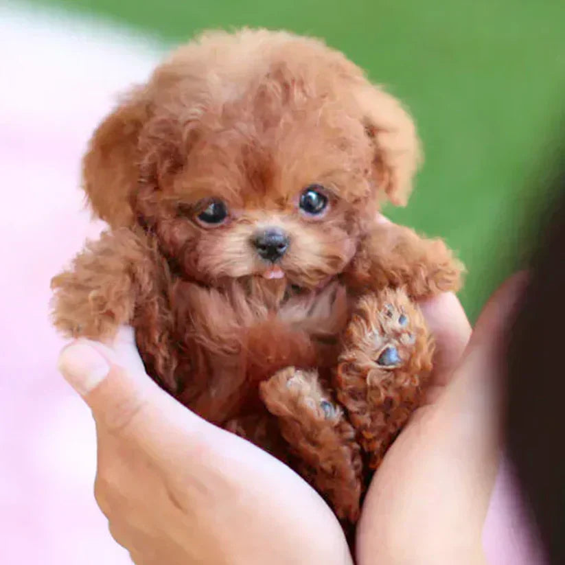 CuddlePup - Realistischer Roboterwelpe für endlosen Spaß