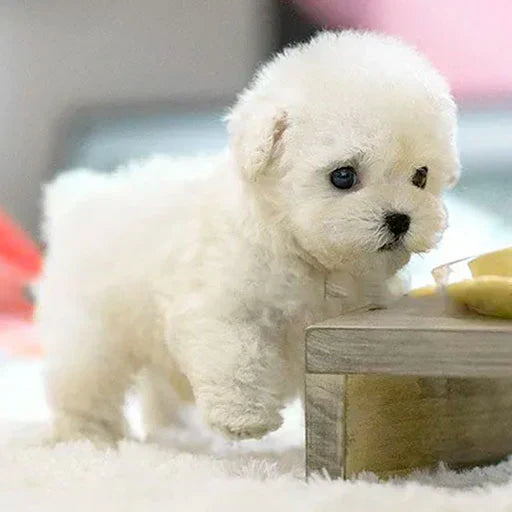 CuddlePup - Realistischer Roboterwelpe für endlosen Spaß