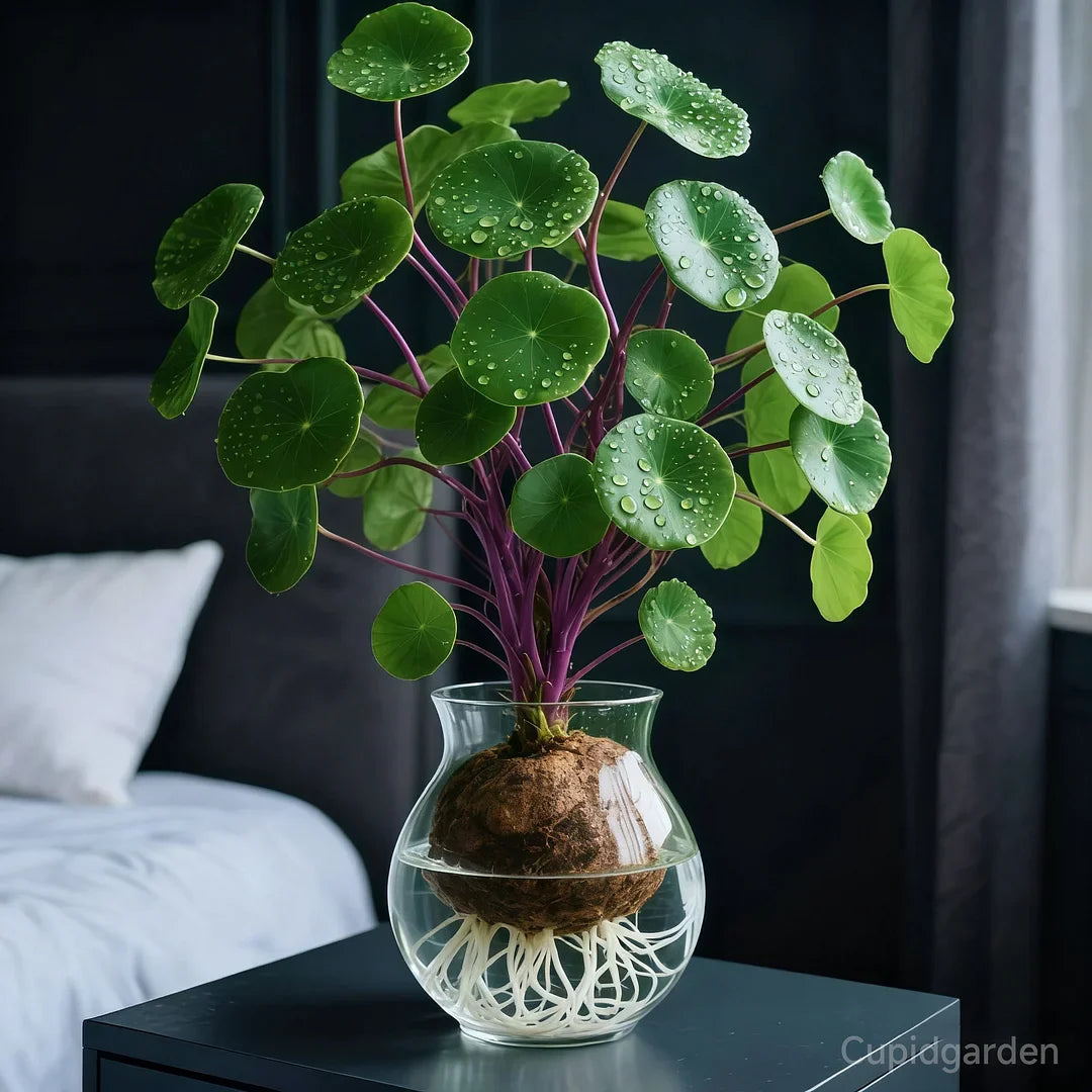 🎈🪴Rote Rattan-Stephania Erecta: Die stärkste Zimmerpflanze für Faule🌿