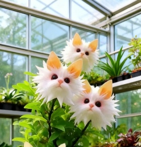 AuraBloom – Magische Katzenaugensamen