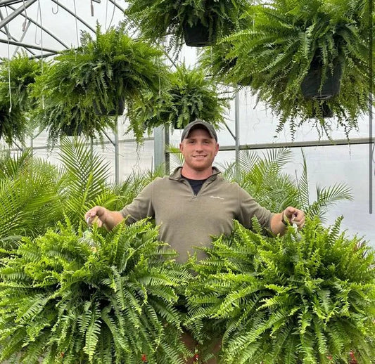 GreenGlow – Realistischer künstlicher Bostonfarn