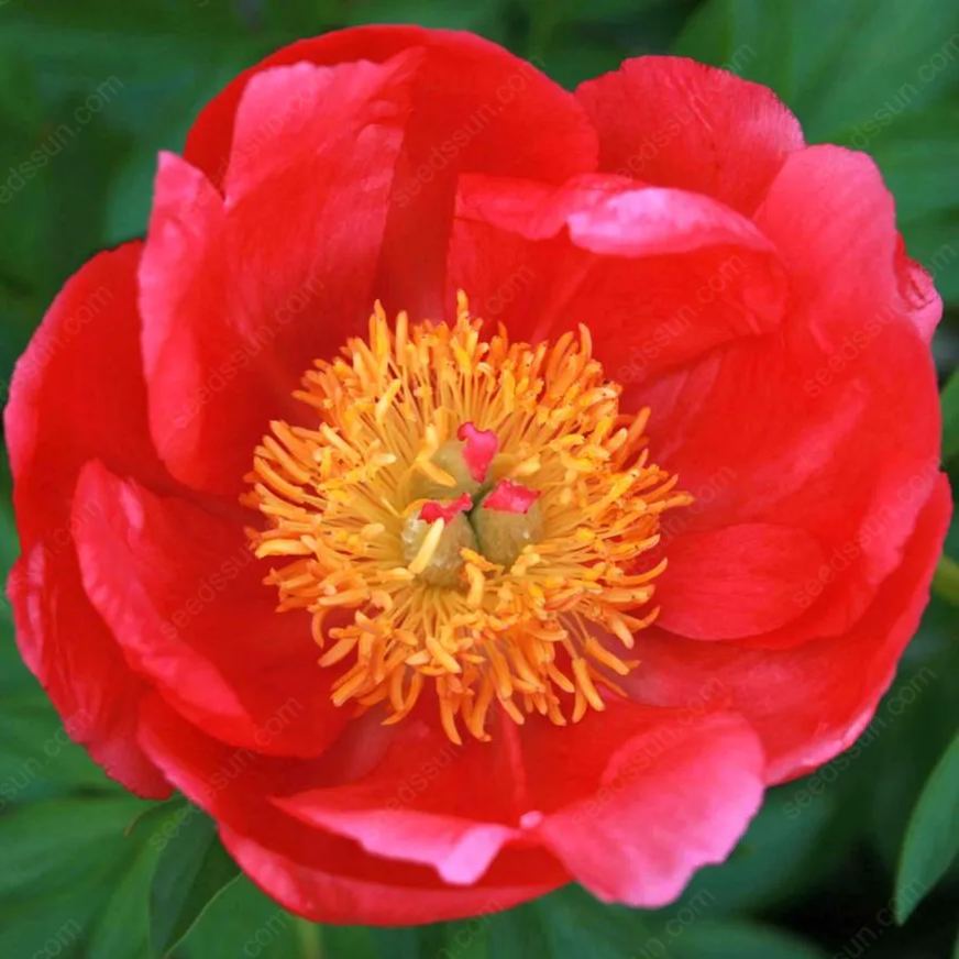 PetalVine – Elegante Kletterpfingstrosen-Zwiebeln
