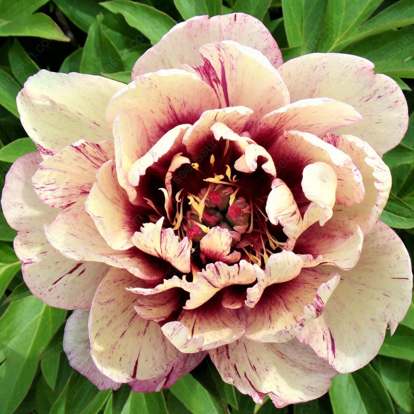 PetalVine – Elegante Kletterpfingstrosen-Zwiebeln
