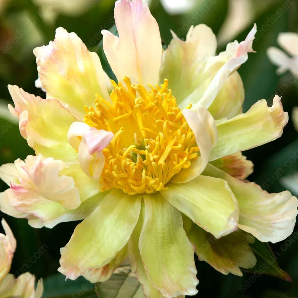 PetalVine – Elegante Kletterpfingstrosen-Zwiebeln