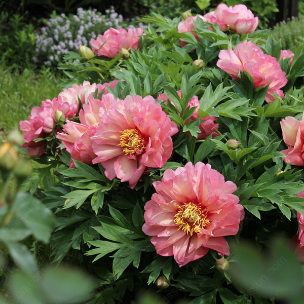 PetalVine – Elegante Kletterpfingstrosen-Zwiebeln